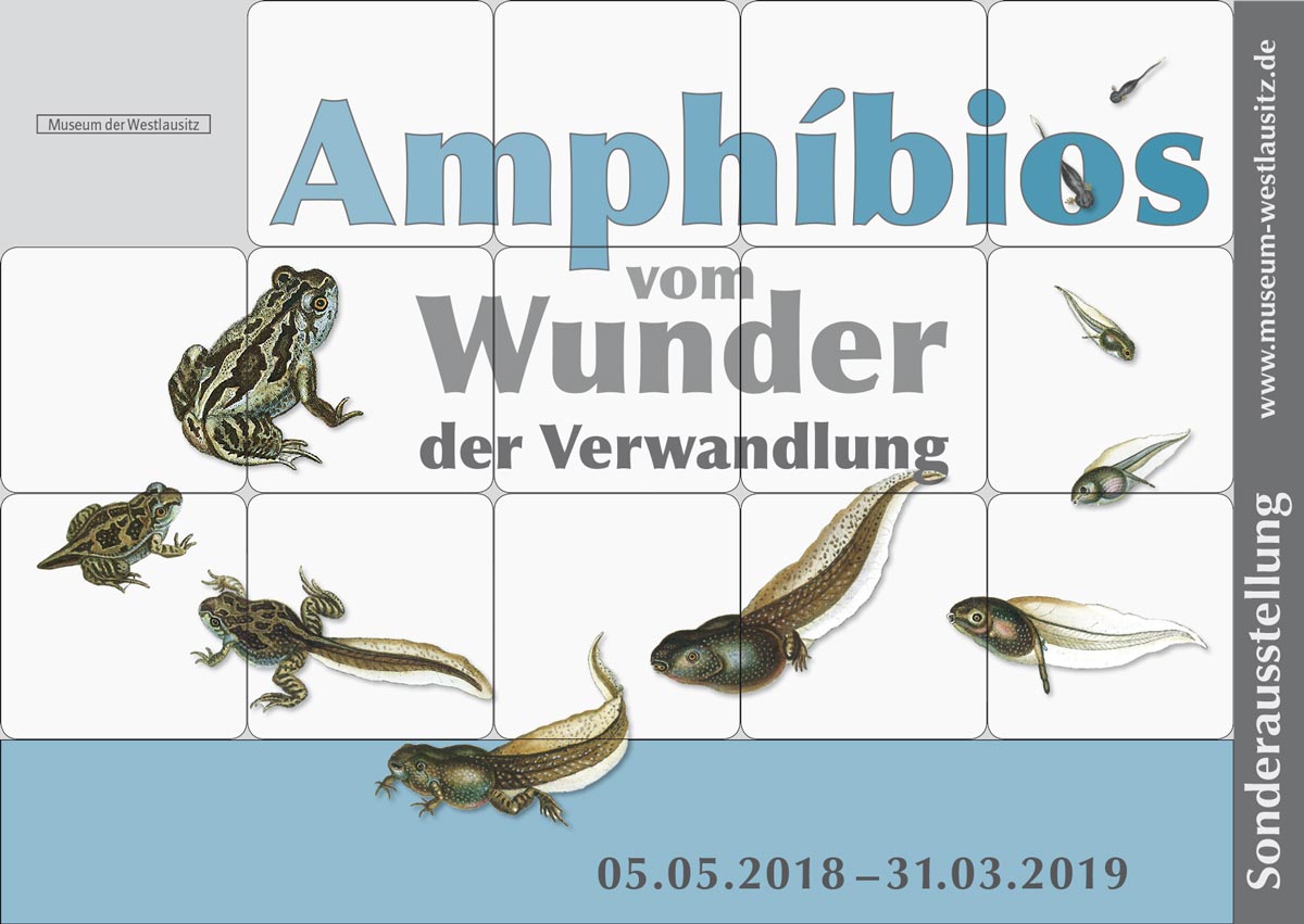 Amphibios - vom Wunder der Verwandlung 