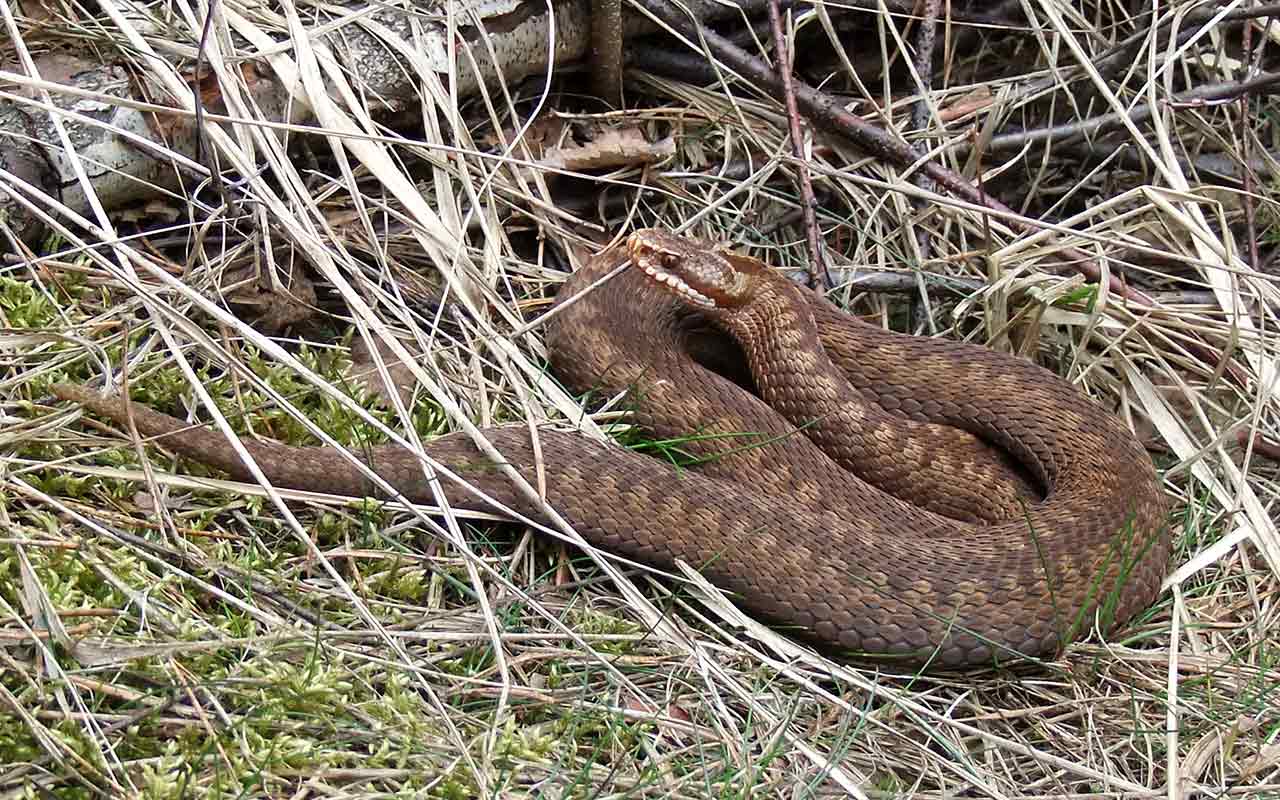 Kreuzotter, Foto: Matthias Schrack