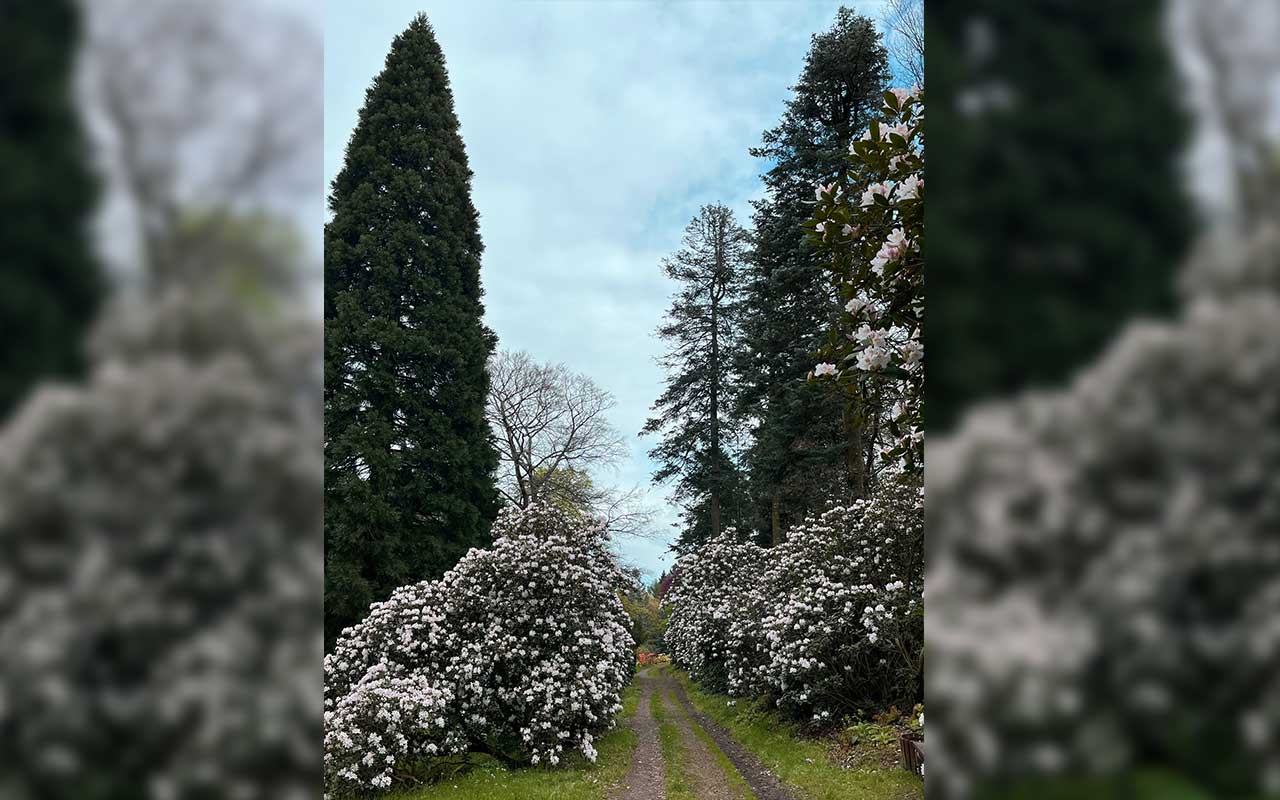 Rhododendronblüte Hutberg, Quelle: Christine Tenne