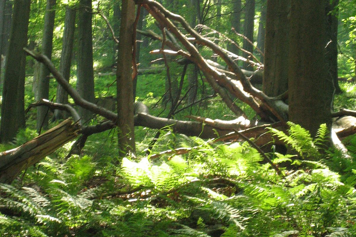 Wald in der Nähe der Kopschiner Schanze, Projekt: Unsere Bäume, Projekt und Foto: Museum der Westlausitz