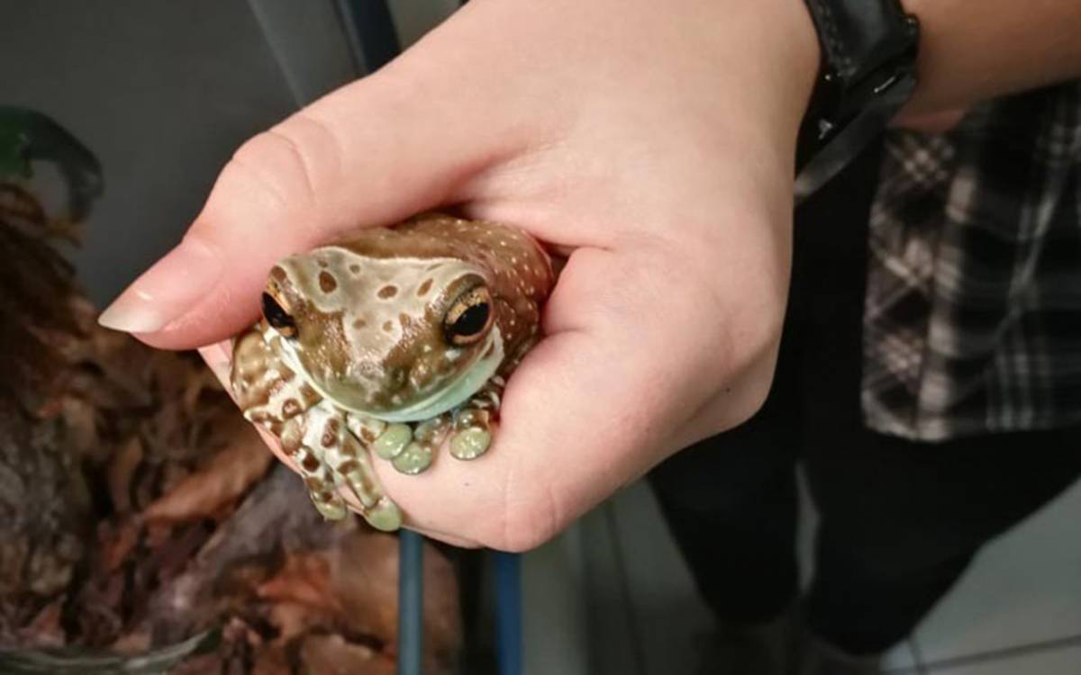 Frosch in einer Hand