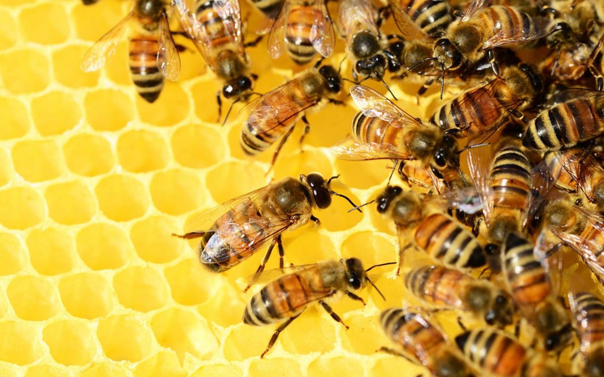 Bienen auf Bienenwabe 
