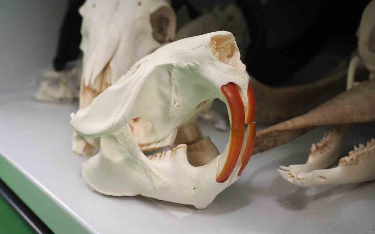 Ein Blick hinter die Kulissen. Was passiert mit al den toten Tieren, die im Museum abgegeben werden?. Projekt und Foto: Museum der Westlausitz