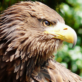 Adler_Quelle Museum der Westlausitz Kamenz