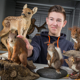 Präparierte Tiere in der zoologischen Sammlung des Museum der Westlausitz Kamenz