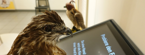 Greifvogelkopf in der Sonderausstellung