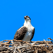 Greifvogel im Nest