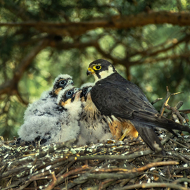 Baumfalke ©Friedheim Richter